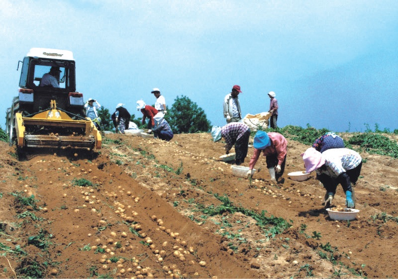 감자 굴취기 이용 수확(1999)